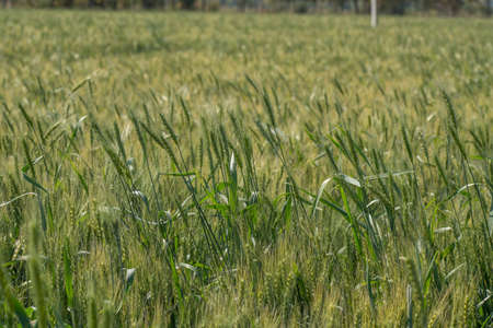 Green wheat at organic farm fieldの写真素材