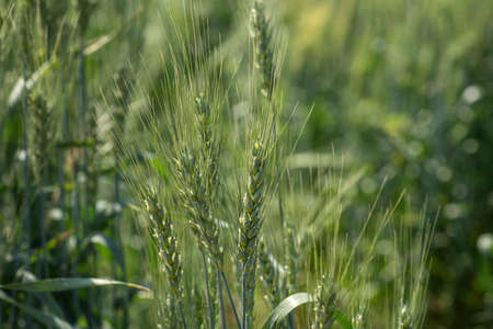 Green wheat at organic farm fieldの写真素材