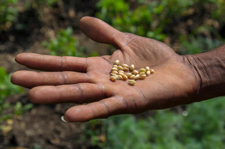 close up of farmer's hands holding wheat grains
