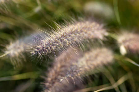 Fountain Grass Ornamental Plant in Garden with soft focus backgroundの写真素材