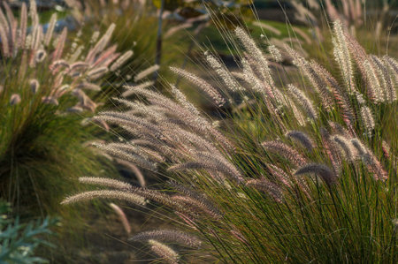 Fountain Grass Ornamental Plant in Garden with soft focus background