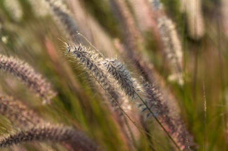 Fountain Grass Ornamental Plant in Garden with soft focus backgroundの写真素材
