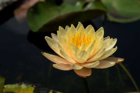 Beautiful waterlily or lotus flower in pond.の写真素材