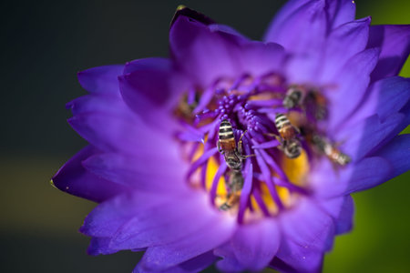 Bees takes nectar from the beautiful purple waterlily or lotus flower. Macro picture of bee and the...
