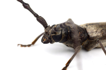 Tree borer (Batocera rufomaculata) isolated on a white background