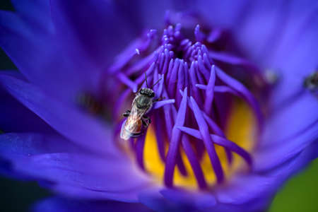 Bees takes nectar from the beautiful purple waterlily or lotus flower. Macro picture of bee and the flower.の写真素材