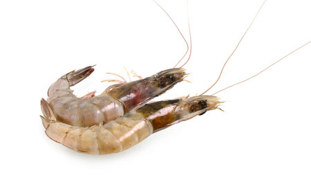 Fresh Prawn or Shrimp Isolated on white backgroundの写真素材
