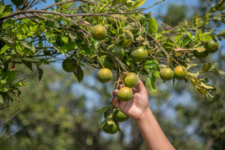 Young farmer girl holding and examining sweet oranges from trees in hands.