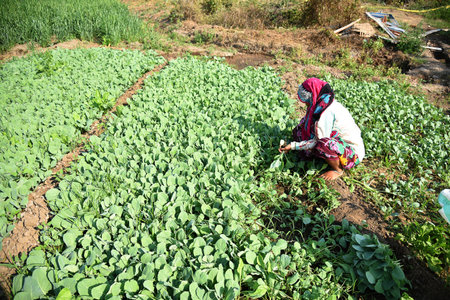 AMRAVATI, MAHARASHTRA, INDIA, 3 FEBRUARY 2017 : unidentified Indian farm worker planting cabbage in field and holding bunch of small plant of cabbage in hands at the organic farm.のeditorial素材