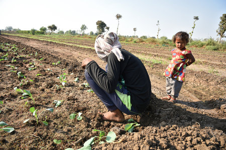 AMRAVATI, MAHARASHTRA, INDIA, 3 FEBRUARY 2017 : unidentified Indian farm worker planting cabbage in field and holding bunch of small plant of cabbage in hands at the organic farm.のeditorial素材
