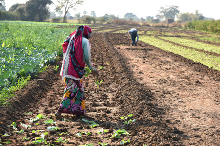 AMRAVATI, MAHARASHTRA, INDIA, 3 FEBRUARY 2017 : unidentified Indian farm worker planting cabbage in field and holding bunch of small plant of cabbage in hands at the organic farm.のeditorial素材