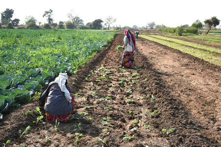 AMRAVATI, MAHARASHTRA, INDIA, 3 FEBRUARY 2017 : unidentified Indian farm worker planting cabbage in field and holding bunch of small plant of cabbage in hands at the organic farm.のeditorial素材