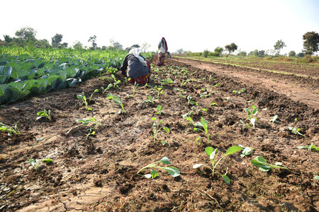 AMRAVATI, MAHARASHTRA, INDIA, 3 FEBRUARY 2017 : unidentified Indian farm worker planting cabbage in field and holding bunch of small plant of cabbage in hands at the organic farm.のeditorial素材