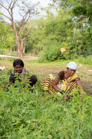AMRAVATI, MAHARASHTRA, INDIA, JULY - 5, 2017: Unidentified woman worker working in the field, Gardening scene at park, woman worker cutting unwanted grass from garden.のeditorial素材