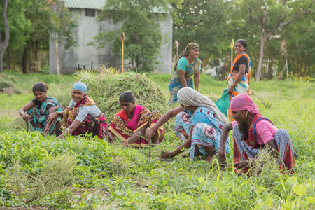 AMRAVATI, MAHARASHTRA, INDIA, JULY - 5, 2017: Unidentified woman worker working in the field, Gardening scene at park, woman worker cutting unwanted grass from garden.のeditorial素材