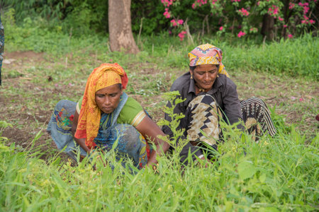 AMRAVATI, MAHARASHTRA, INDIA, JULY - 5, 2017: Unidentified woman worker working in the field, Gardening scene at park, woman worker cutting unwanted grass from garden.のeditorial素材