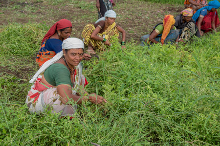AMRAVATI, MAHARASHTRA, INDIA, JULY - 5, 2017: Unidentified woman worker working in the field, Gardening scene at park, woman worker cutting unwanted grass from garden.のeditorial素材