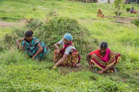 AMRAVATI, MAHARASHTRA, INDIA, JULY - 5, 2017: Unidentified woman worker working in the field, Gardening scene at park, woman worker cutting unwanted grass from garden.のeditorial素材