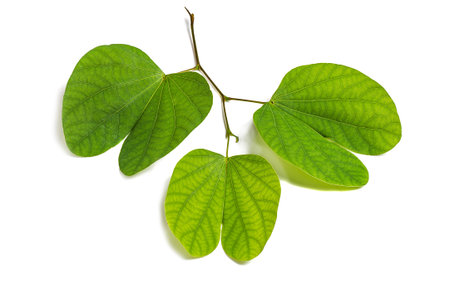 Indian Festival Dussehra, showing golden leaf on a white background. Greeting card.