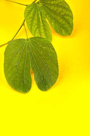 Indian Festival Dussehra, showing golden leaf (Piliostigma racemosum) on yellow background. Piliostigma racemosum. Greeting card.の写真素材
