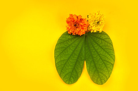 Indian Festival Dussehra, showing golden leaf (Bauhinia racemosa) and marigold flowers on a yellow background.の写真素材