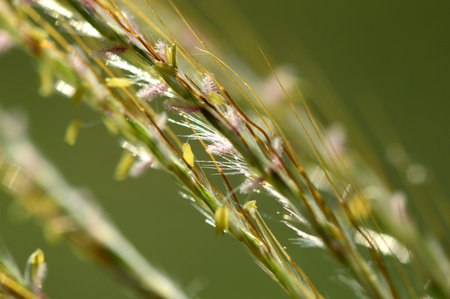 Grass, branch with leaves and Beautiful spring flowers, blur