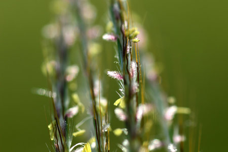 Grass, branch with leaves and Beautiful spring flowers, blur