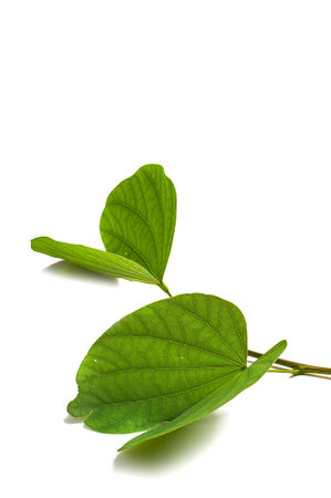 Indian Festival Dussehra, showing golden leaf on a white background. Greeting card.