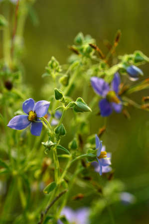 Purple violet flowers with grass on blurry green backgroundの写真素材