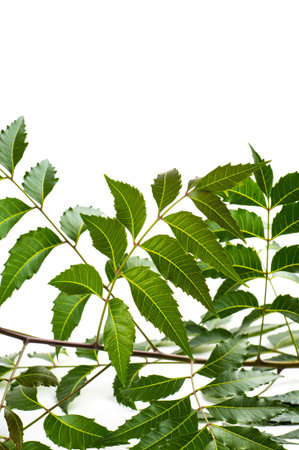 Medicinal neem leaf on white background. Azadirachta indica.の写真素材