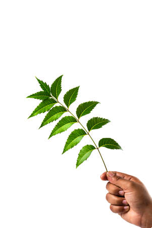 Hand holding Neem leaves - Azadirachta indicaの写真素材