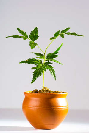 Young Neem tree in clay pot on white background. Azadirachta indica Tree.の写真素材