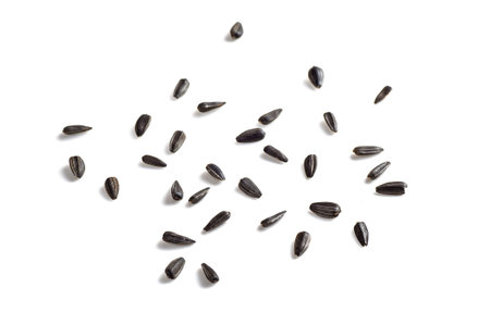 Sunflower Seeds on white background. Helianthus annuus.