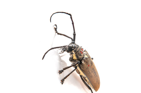 Tree borer (Batocera rufomaculata) isolated on a white background