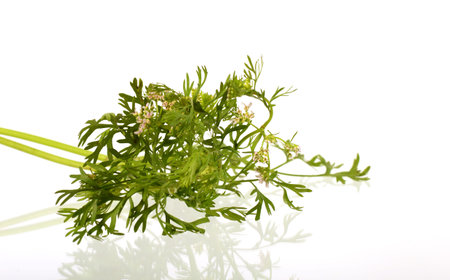 Coriander with flowers on a white background