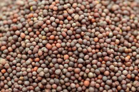 Indian Brown Mustard Seeds as a background texture