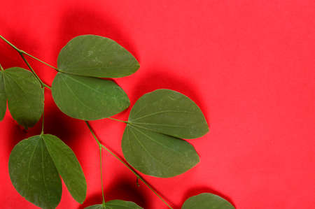 Indian Festival Dussehra, showing golden leaf on red background. Greeting card.の写真素材