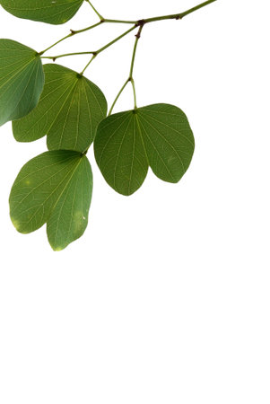 Indian Festival Dussehra, showing golden leaf, Piliostigma racemosum, Greeting card,