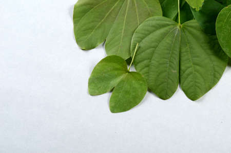 Indian Festival Dussehra, showing golden leaf on grey background. Greeting card.の写真素材