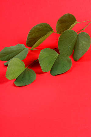Indian Festival Dussehra, showing golden leaf on red background. Greeting card.の写真素材
