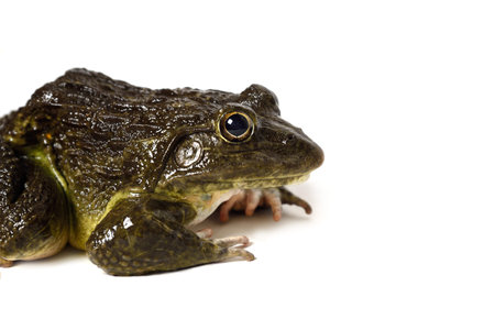 Close up of Frog isolated on a white background
