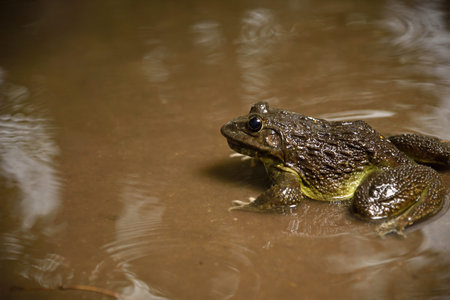 Frog in water or pond, close up