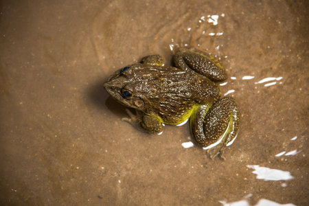 Frog in water or pond, close up