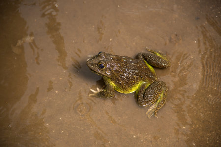 Frog in water or pond, close upの写真素材