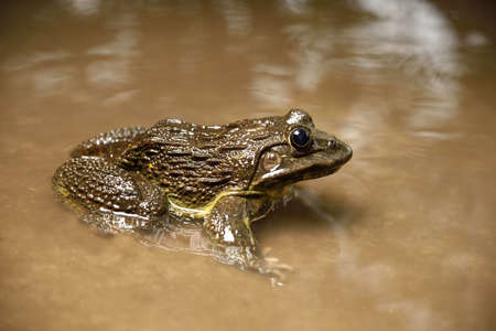 Frog in water or pond, close upの写真素材