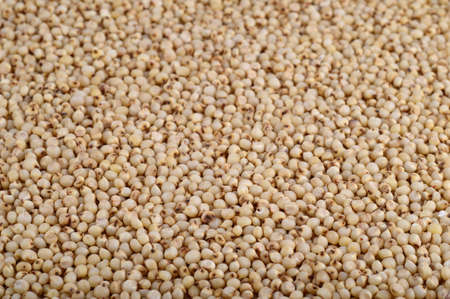 Sorghum arrange as background, Close up.の写真素材