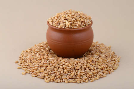 Wheat grains in clay pot on cream background. Close up.の写真素材