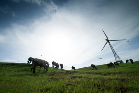 Cows grazing on lush grass near the windmillsの写真素材