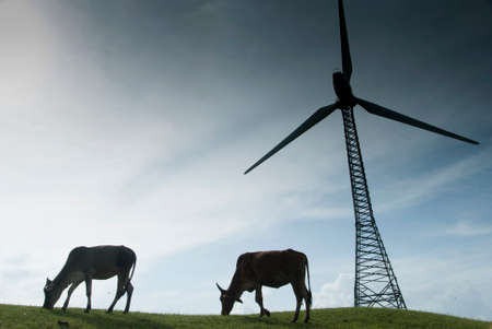 Cows grazing on lush grass near the windmillsの写真素材