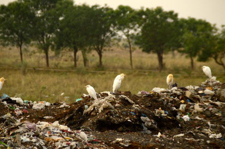 Big garbage land. Land and air pollution.のeditorial素材
